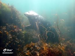 Image result for Kingston and Elmbridge Snorkellers