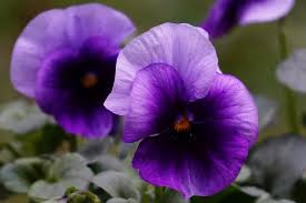 Attēlu rezultāti vaicājumam “Viola tricolor”