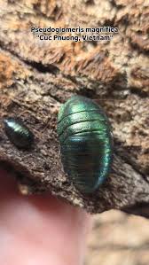 Attēlu rezultāti vaicājumam “Ptinus sp. male”