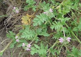 Attēlu rezultāti vaicājumam “Physarum flavidum stalked”