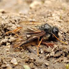 Attēlu rezultāti vaicājumam “Trichiosoma larva”