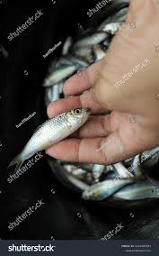 Image result for ikan