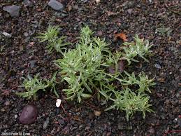 Attēlu rezultāti vaicājumam “Gnaphalium uliginosum leaf”