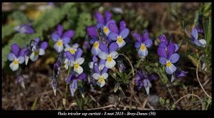 Attēlu rezultāti vaicājumam “Viola tricolor subsp. curtisii bud”
