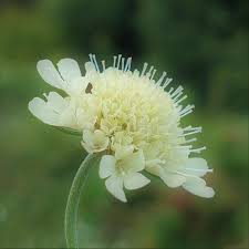 Image result for Scabiosa ochroleuca