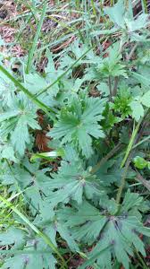 Attēlu rezultāti vaicājumam “Ranunculus repens leaf”