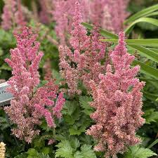 Image result for Astilbe