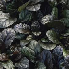 Attēlu rezultāti vaicājumam “Ajuga pyramidalis leaf”