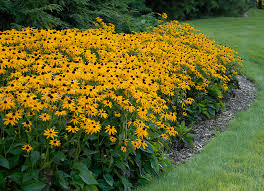 Image result for Rudbeckia