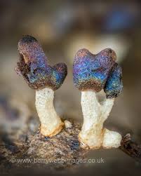 Attēlu rezultāti vaicājumam “Diachea leucopodia stalked”