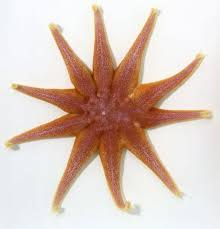 Image result for Asterias rubens