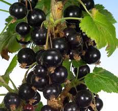 Attēlu rezultāti vaicājumam “Ribes nigrum fruit”