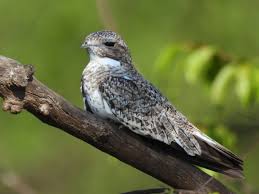 Image result for Chordeiles minor