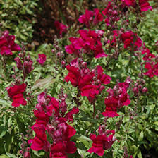Attēlu rezultāti vaicājumam “Antirrhinum majus leaf”