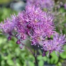 Attēlu rezultāti vaicājumam “Thalictrum lucidum flower”