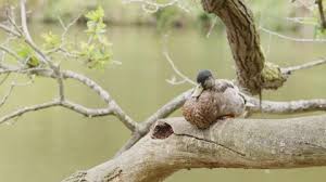 Attēlu rezultāti vaicājumam “Anas platyrhynchos juvenile”