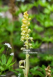 Attēlu rezultāti vaicājumam “Neottia nidus-avis flower”