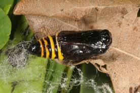 Attēlu rezultāti vaicājumam “Abraxas grossulariata larva”