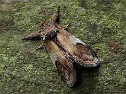 Attēlu rezultāti vaicājumam “Notodonta ziczac”