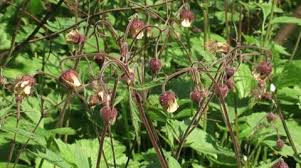 Attēlu rezultāti vaicājumam “Geum rivale fruit”