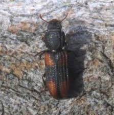 Attēlu rezultāti vaicājumam “Zopheridae”