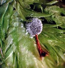 Attēlu rezultāti vaicājumam “Lycogala cf. oleocrystalliferum”