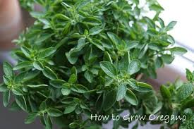 Image result for Oregano