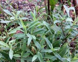Attēlu rezultāti vaicājumam “Silene vulgaris leaf”