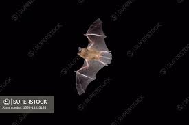 Attēlu rezultāti vaicājumam “Eptesicus serotinus”