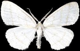 Attēlu rezultāti vaicājumam “Cabera pusaria male”