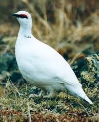 Image result for Lagopus muta