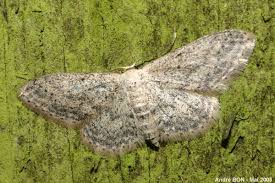 Attēlu rezultāti vaicājumam “Idaea sylvestraria”