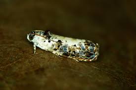 Attēlu rezultāti vaicājumam “Hedya salicella”