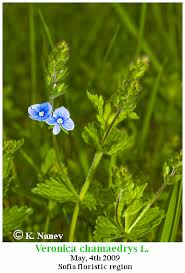Attēlu rezultāti vaicājumam “Veronica chamaedrys leaf”