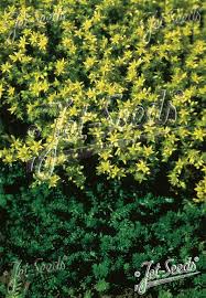 Attēlu rezultāti vaicājumam “Sedum sexangulare flower”