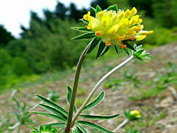 Image result for Anthyllis vulneraria rubra