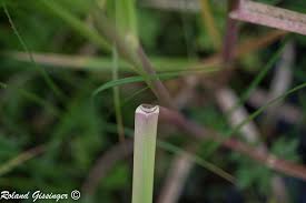 Attēlu rezultāti vaicājumam “Glyceria maxima fruit”