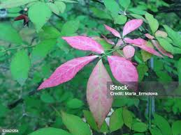 Attēlu rezultāti vaicājumam “Euonymus europaeus leaf”