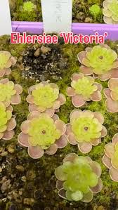 Attēlu rezultāti vaicājumam “Pinguicula alpina”