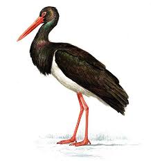 Attēlu rezultāti vaicājumam “Ciconia nigra”