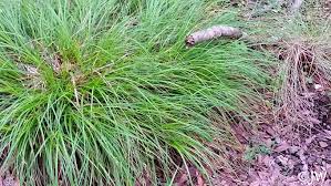 Attēlu rezultāti vaicājumam “Carex globularis”