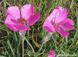 Image result for Steinnelke