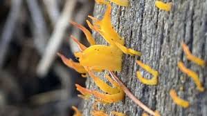 Attēlu rezultāti vaicājumam “Calocera pallidospathulata”