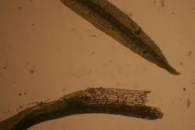 Attēlu rezultāti vaicājumam “Eucladium verticillatum”