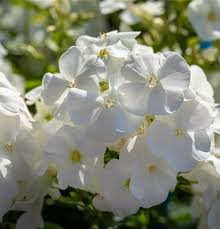 Image result for Phlox (großblumig)