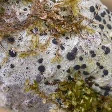 Attēlu rezultāti vaicājumam “Megalaria grossa”