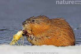 Attēlu rezultāti vaicājumam “Ondatra zibethicus”