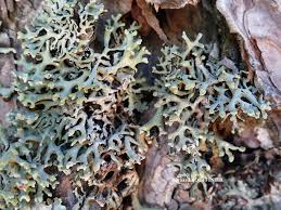 Attēlu rezultāti vaicājumam “Hypogymnia tubulosa”