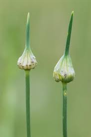 Attēlu rezultāti vaicājumam “Allium cepa bud”