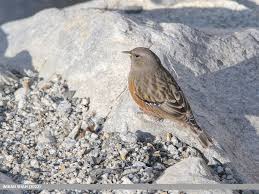 Image result for Prunella collaris